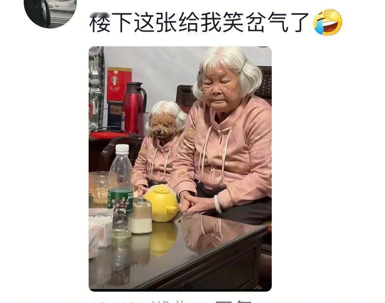奶奶养的狗比我还像我奶奶 哈哈哈哈，这不就是亲生的吗，我感觉我才像捡来的[笑cr