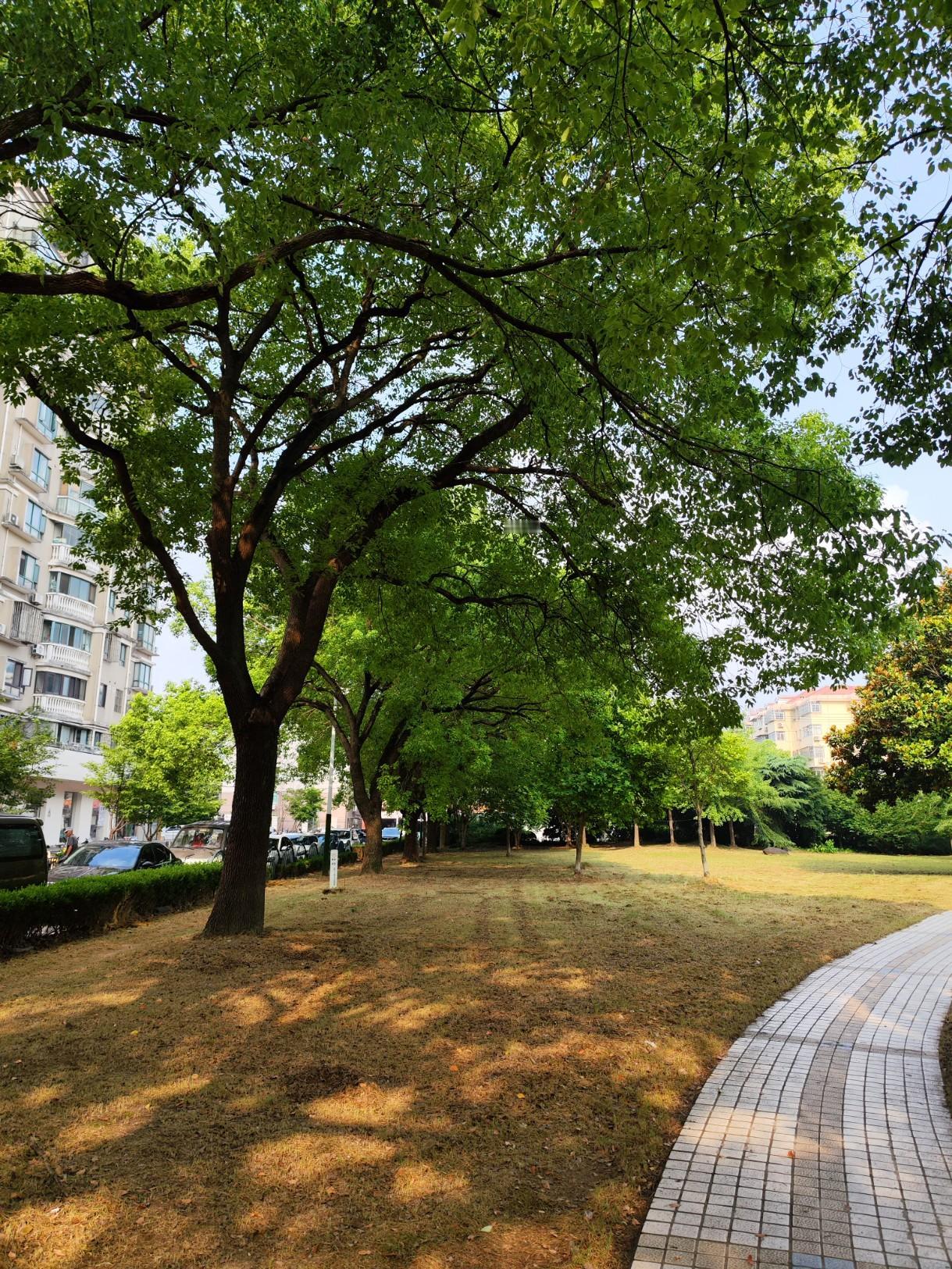 梦江南 . 初夏朗天

其一

晴日朗，
绿荫接长天。
河静枝繁风拂叶，
蝉鸣飞