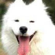从今天开始 我要把这只萨摩耶在我四岁时候写的文全部看了 