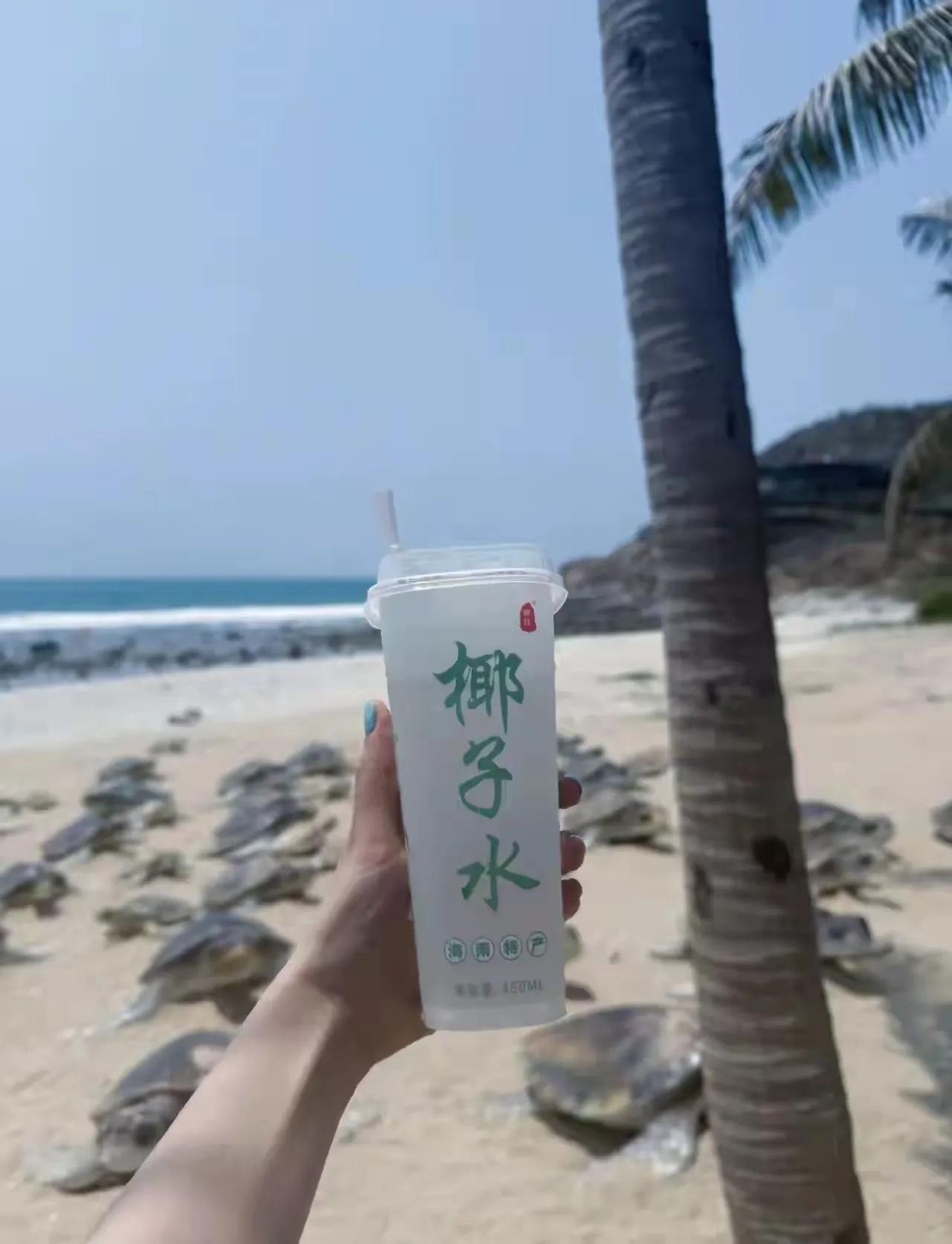 椰子水清凉一夏，沙滩海浪相伴！