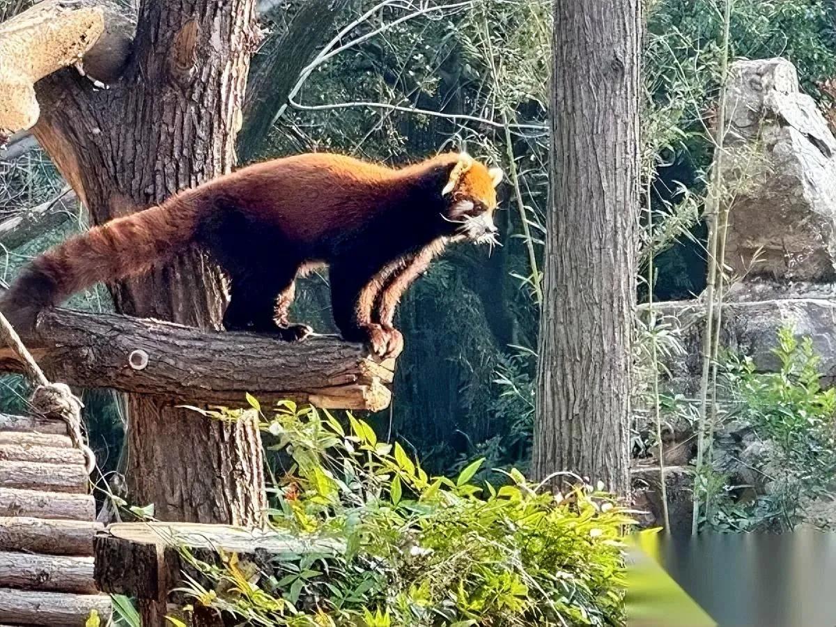 上海要送两只小熊猫去台北啦！

不是简单“搬家”，这事藏着两座城的“小心思”。