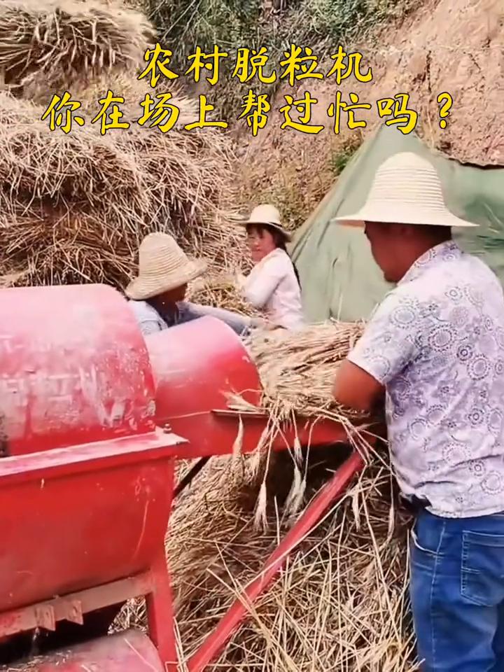 农村脱粒机，你在场上帮过忙吗？
