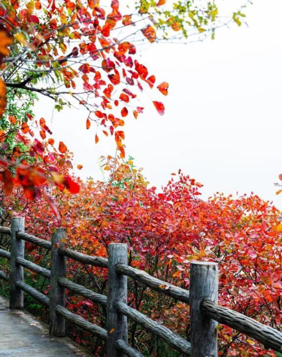 三峡红叶徒步 休闲旅行
这不是一次走马观花的游船观光，
而是一次用脚步丈量三峡秋