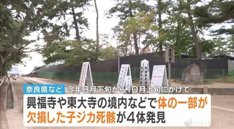 日本奈良接连发现4具小鹿残缺尸体！不排除人为伤害，警方介入调查海外新鲜事 日本奈
