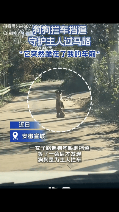 网友说：“生灵拦路，必有缘故，不是报恩，就是求助”原来是真的！11月25日，安徽