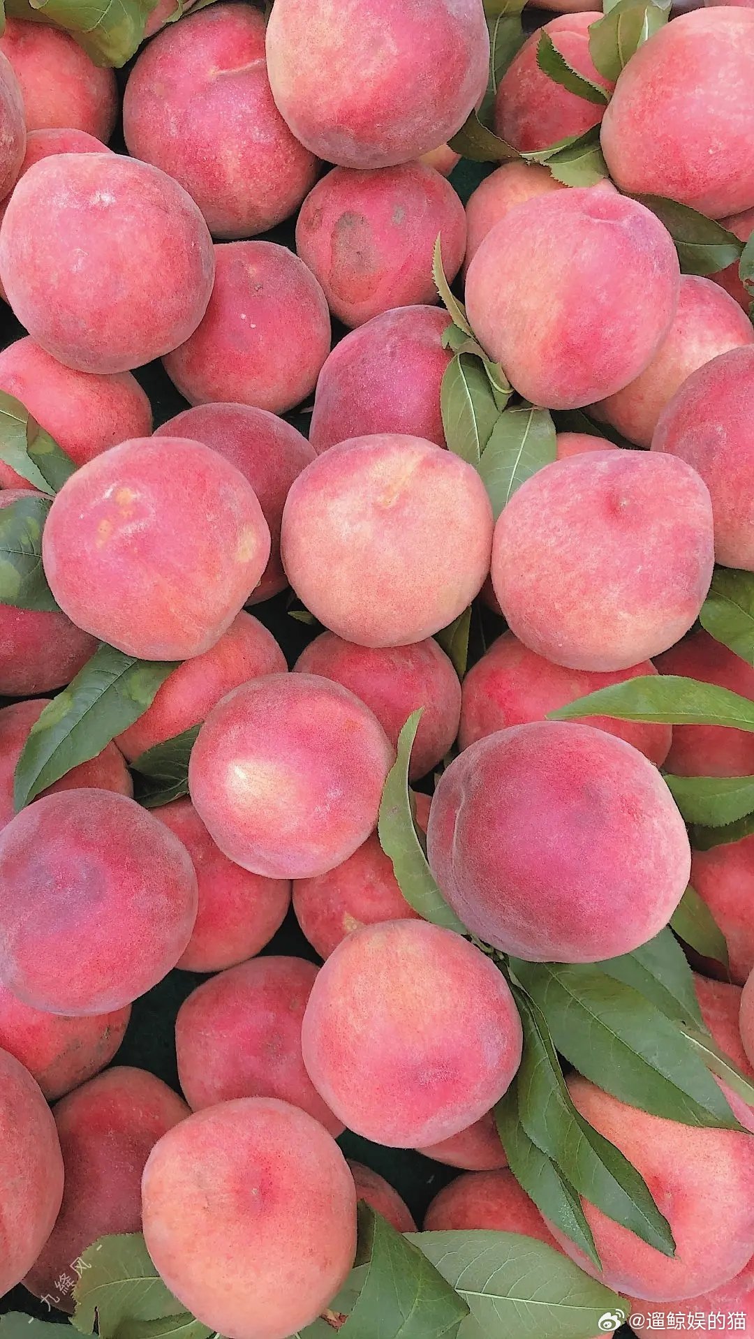 关于水果 手机壁纸 背景图 头像一些可可爱爱的水果系壁纸夏天就是要吃水果 🍑 