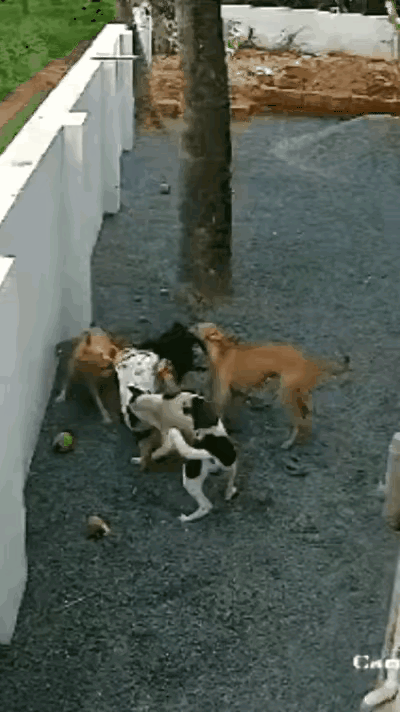 这种狗适合干锅[发怒]