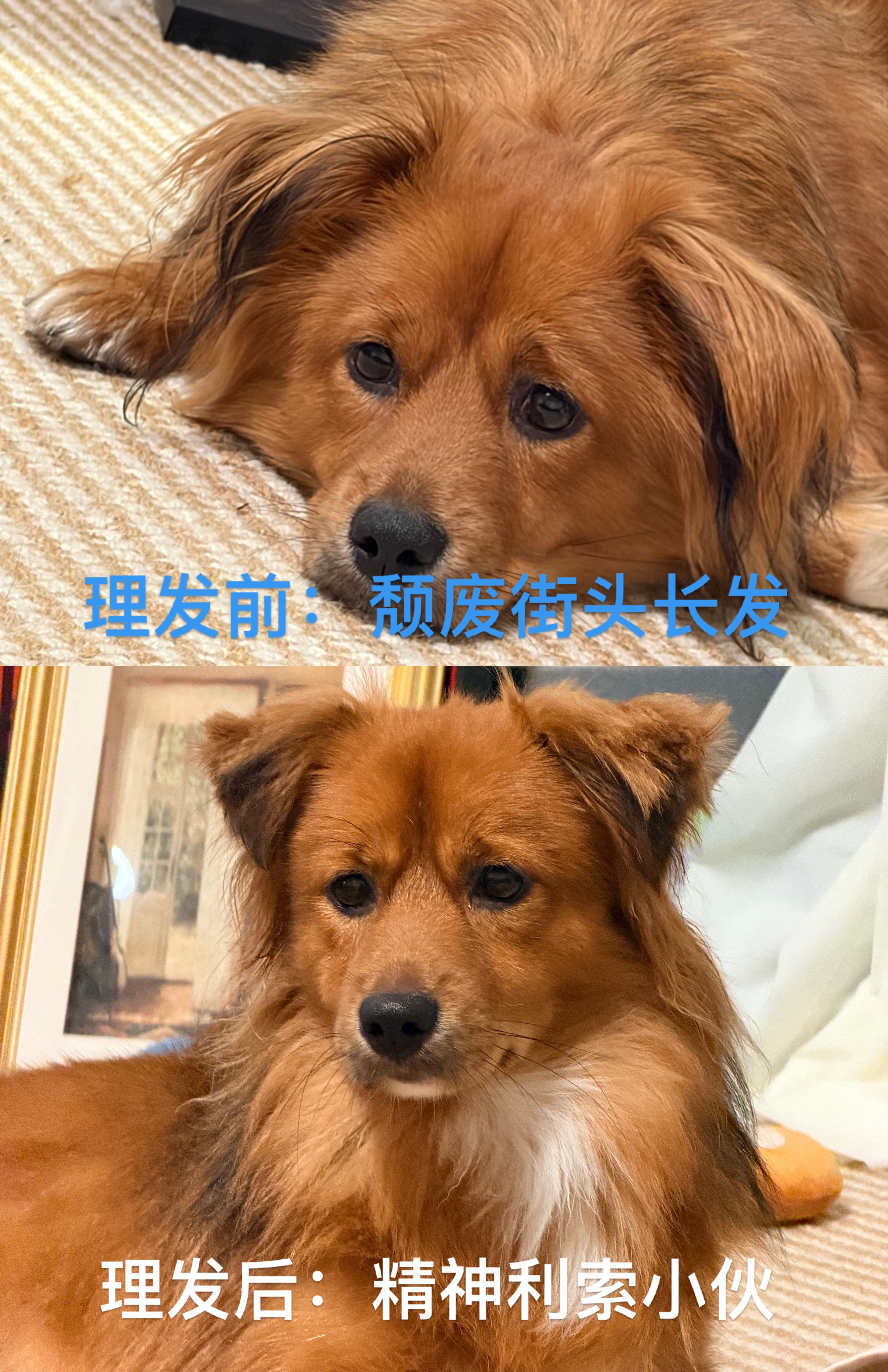 给狗洗澡并由我本人亲自操刀理发 