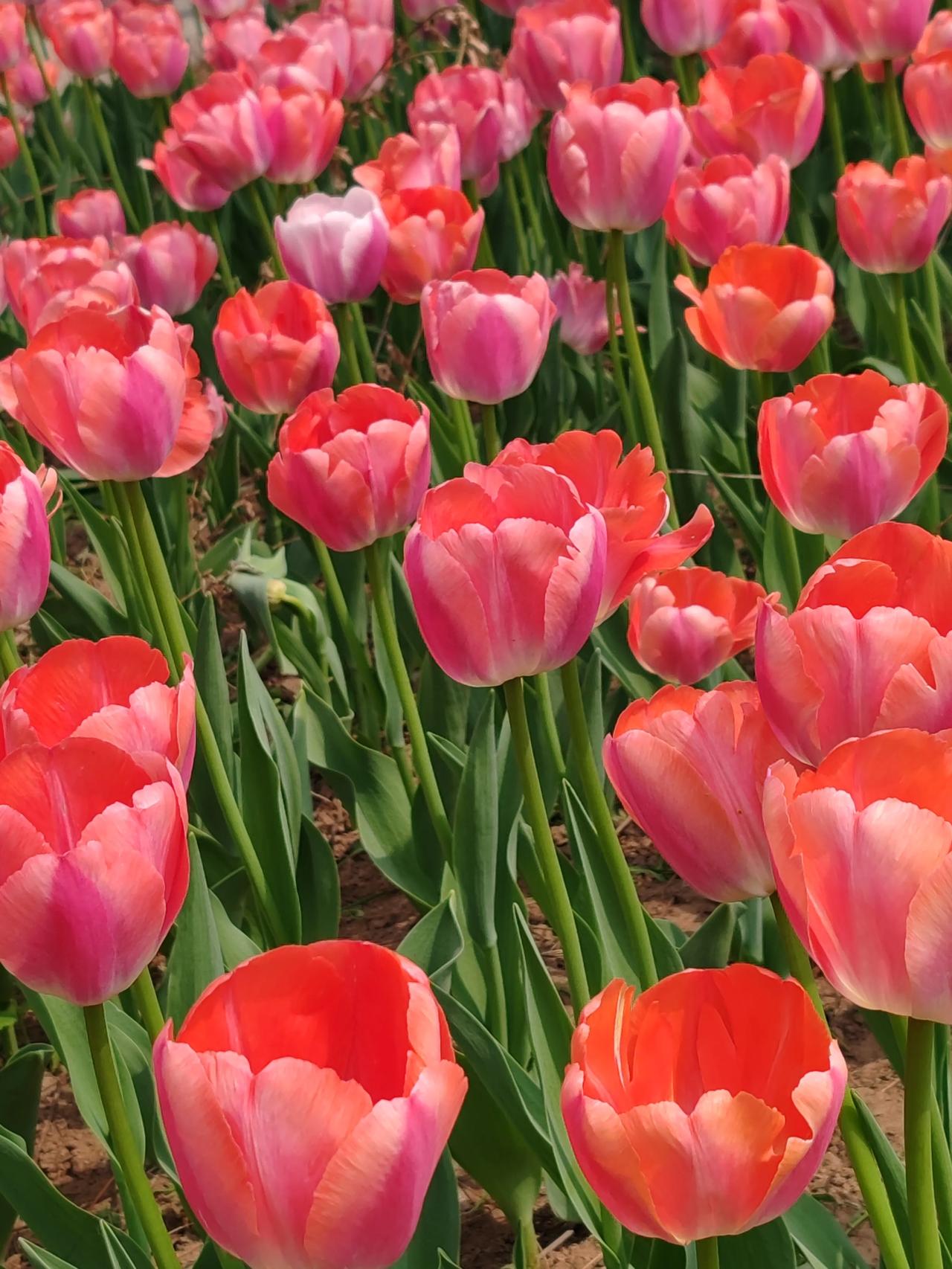 晒图笔记大赛四月天呀百花开，随手拍。