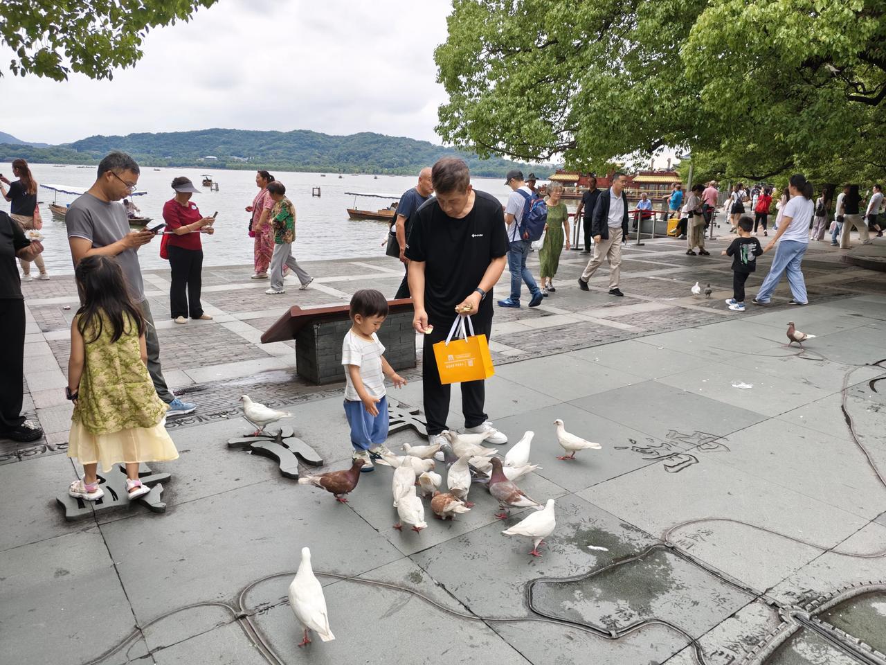 杭州西湖鸽子不怕游客，还会跟着游客走。说明杭州西湖生态环境和人文环境都不错，游客