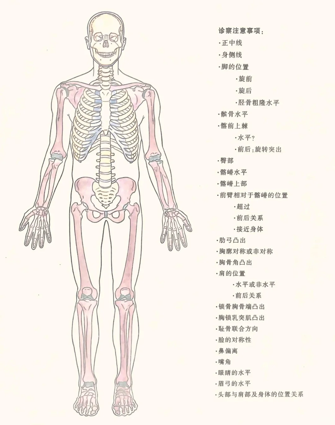 康复视诊—前面观、后面观、侧面观