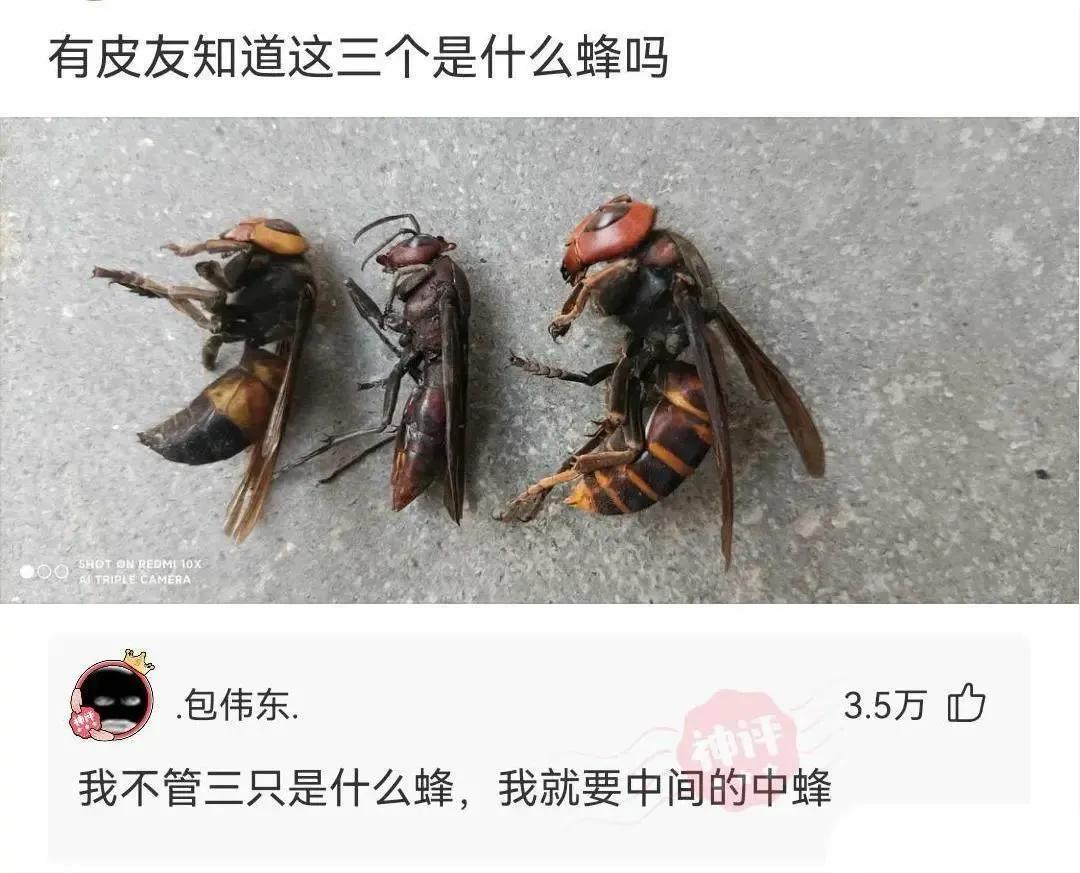 我被中间的蜇过[我想静静]
