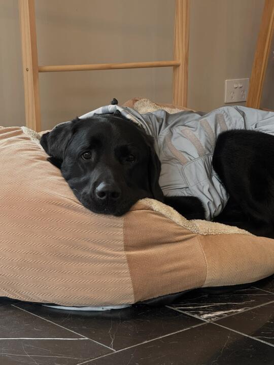 小勾不喜欢下雨天