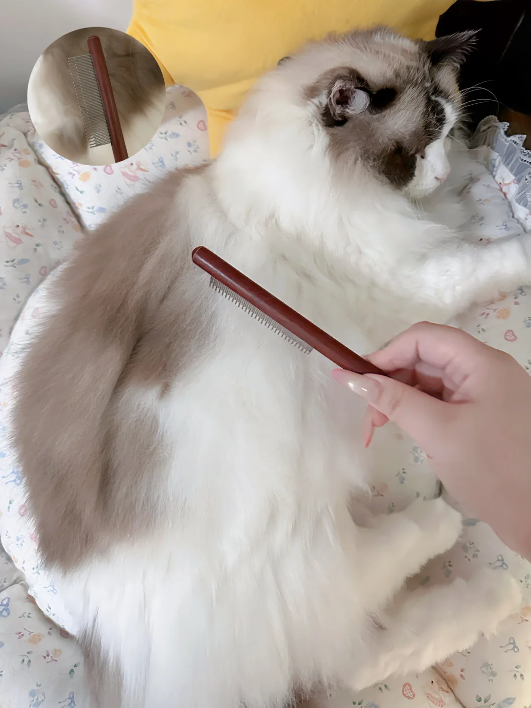就这么轻轻松松把布偶养成绸缎精了？