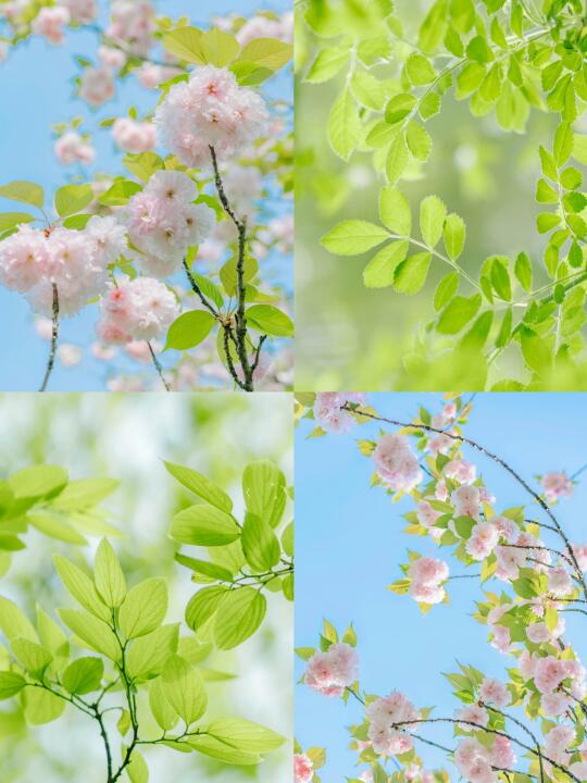 🍃｜春日柔软的瞬间