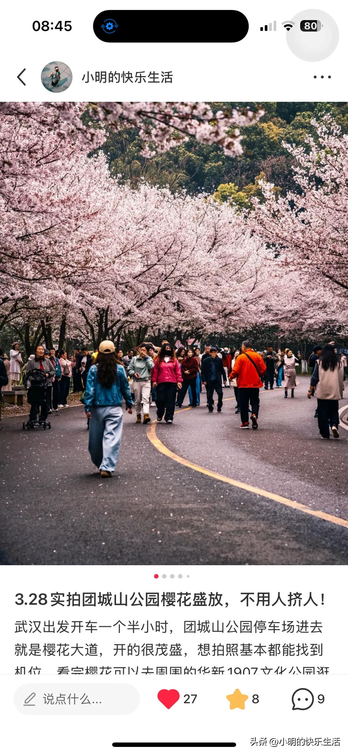 武汉出发开车一个半小时，团城山公园停车场进去就是樱花大道，开的很茂盛，想拍照基本