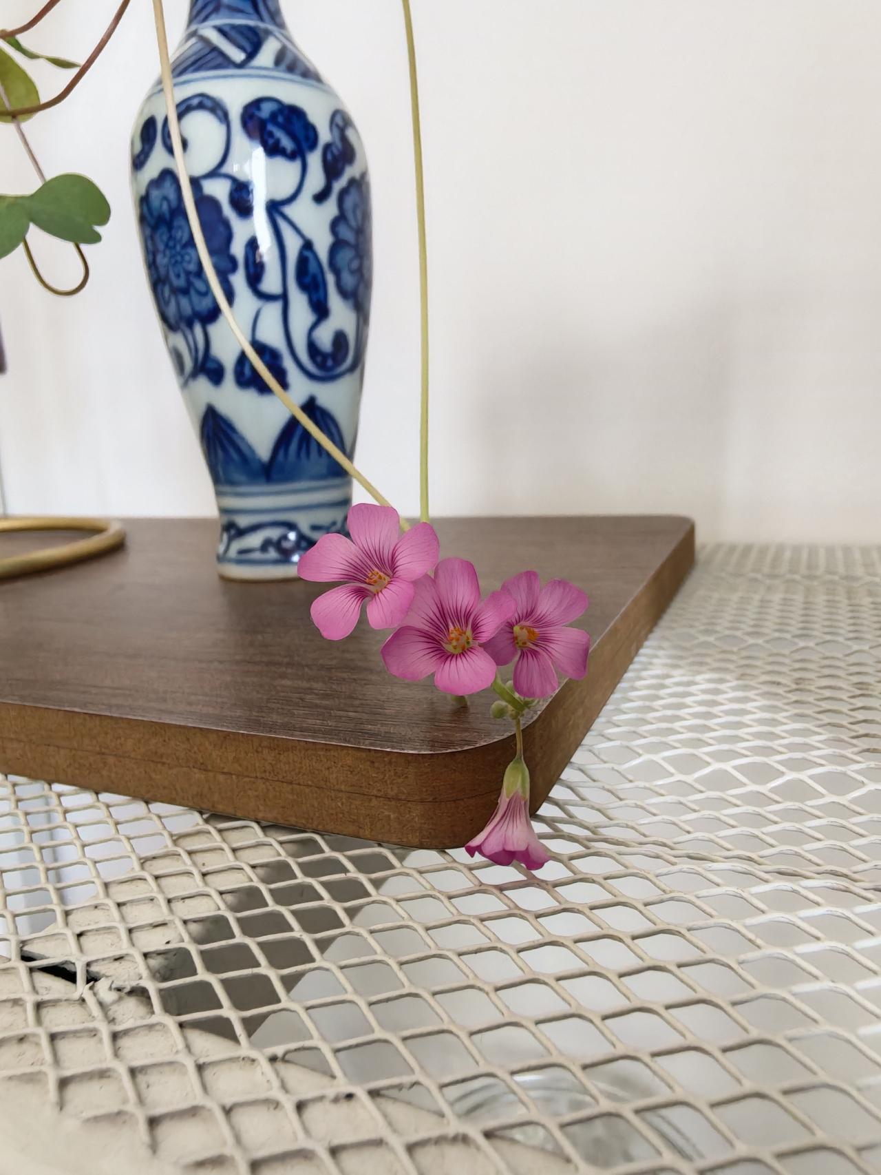 闲暇之际，细细品味自家与亲手栽种的花卉，饶有韵味。今早，我蓦地发觉这株三文草绽放