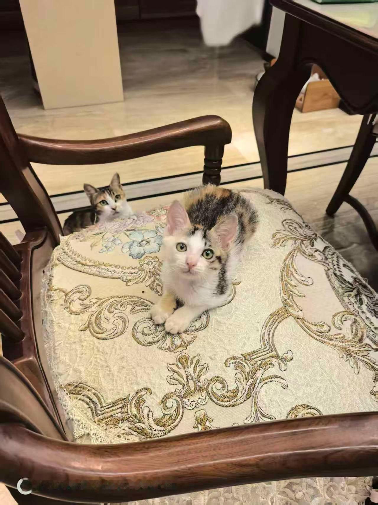 珠海，帮转发小猫找领养
❤爱心领养：小三花叫彩彩，约两个月大，性格完美，喜欢呼噜