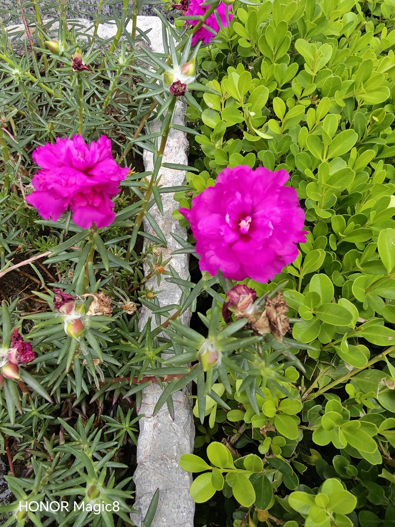 楼下小花随时拍，特别好看，而且颜色鲜艳，不经意间发现的美好。