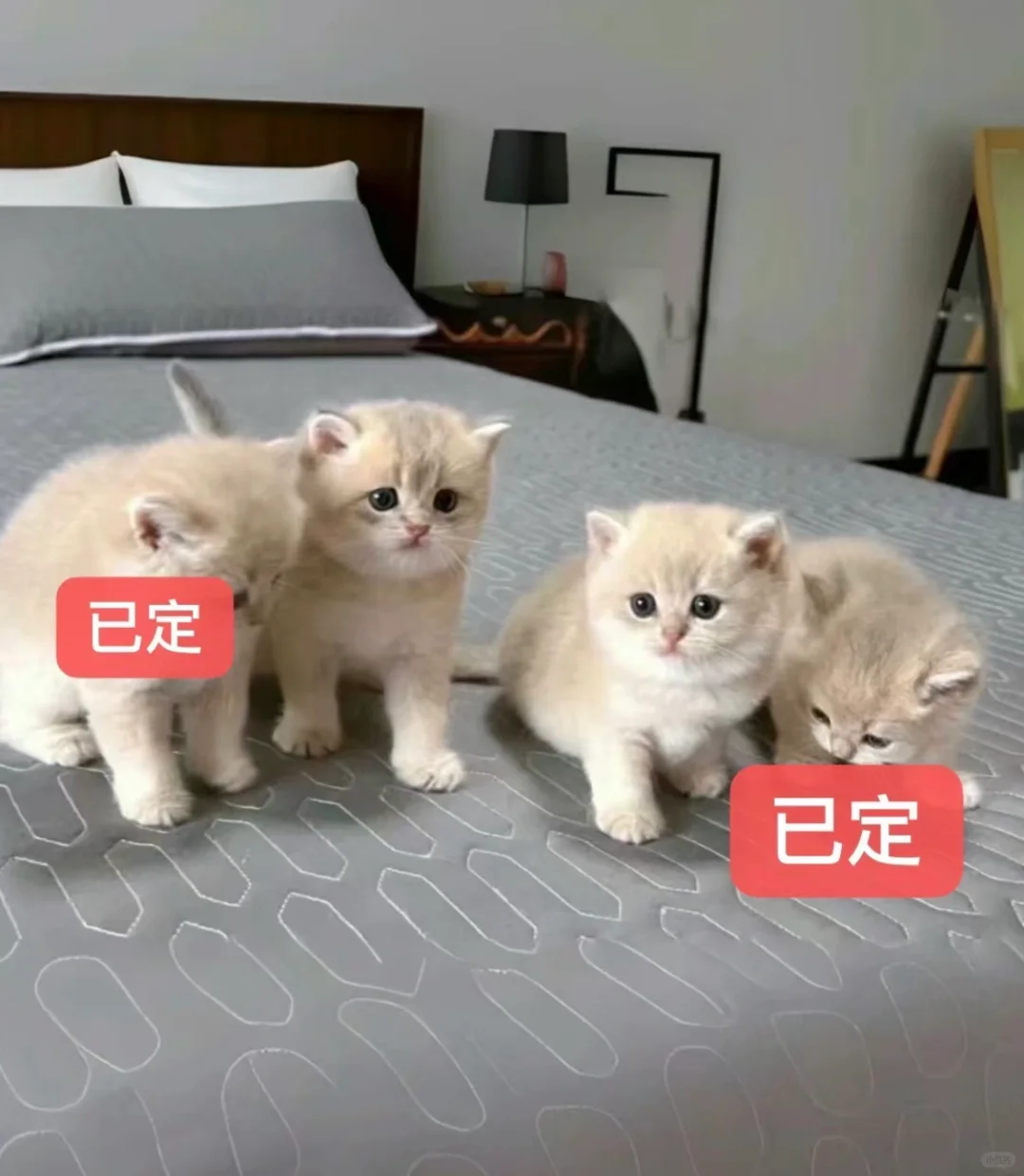 🇭🇰HK買貓💛一窩紫金BB 搵家長～