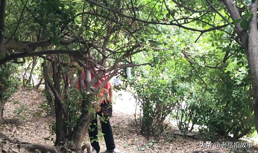 八旬老人公园密林深处唱戏练声，一听身世果不同凡响！
在郑州市一公园密林深处，经常