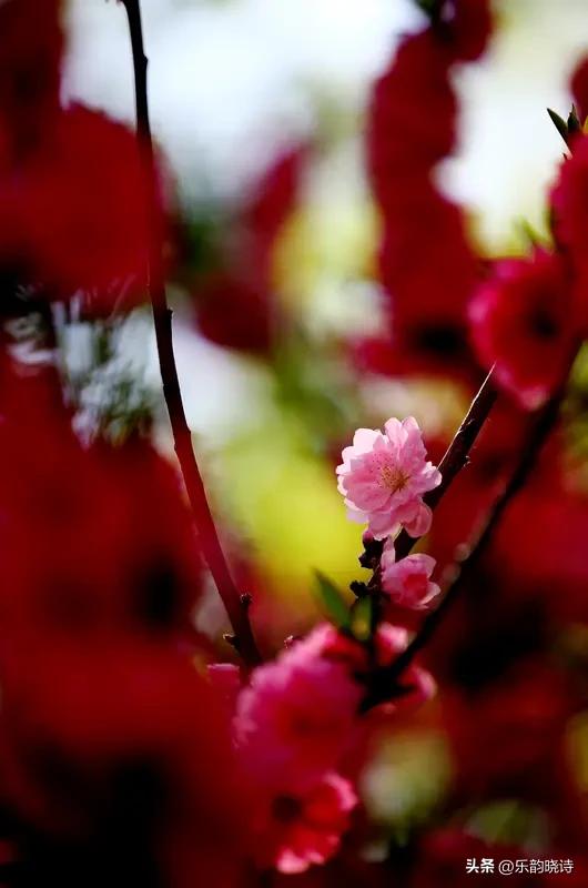看到“花飘春色浓”求上联，我给出“燕剪韶光媚”。“燕剪”形象生动，把燕子飞行时的