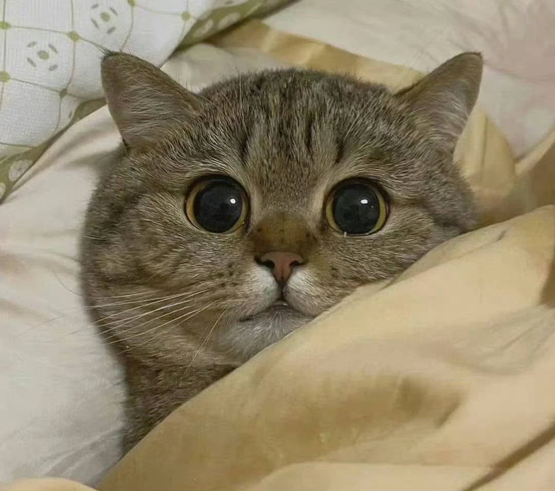 会wink的小猫 ​✨ ​ ​​​