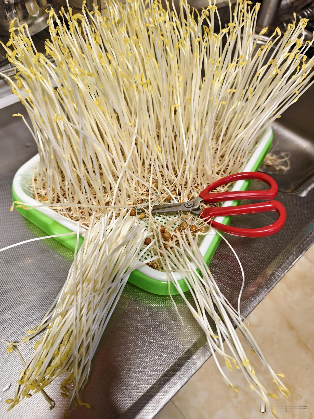 豌豆苗你可能经常吃，但豌豆芽你可能很少吃，甚至没吃过
​这个是我自己发的豌豆芽，