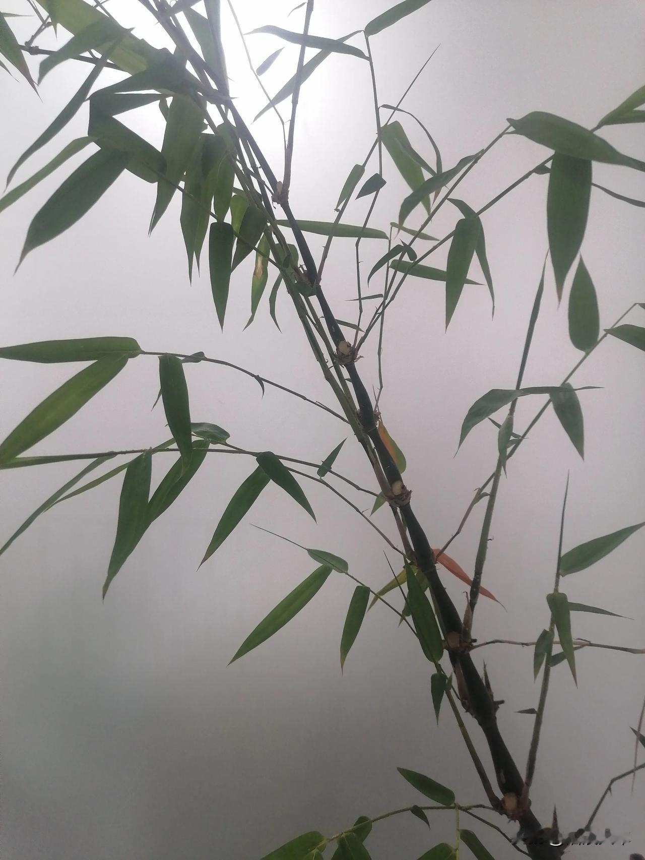 成本五毛钱，整个夏天没蚊子。你不知道的灭蚊小妙招
你知道吗？夏天的蚊子特别多，有