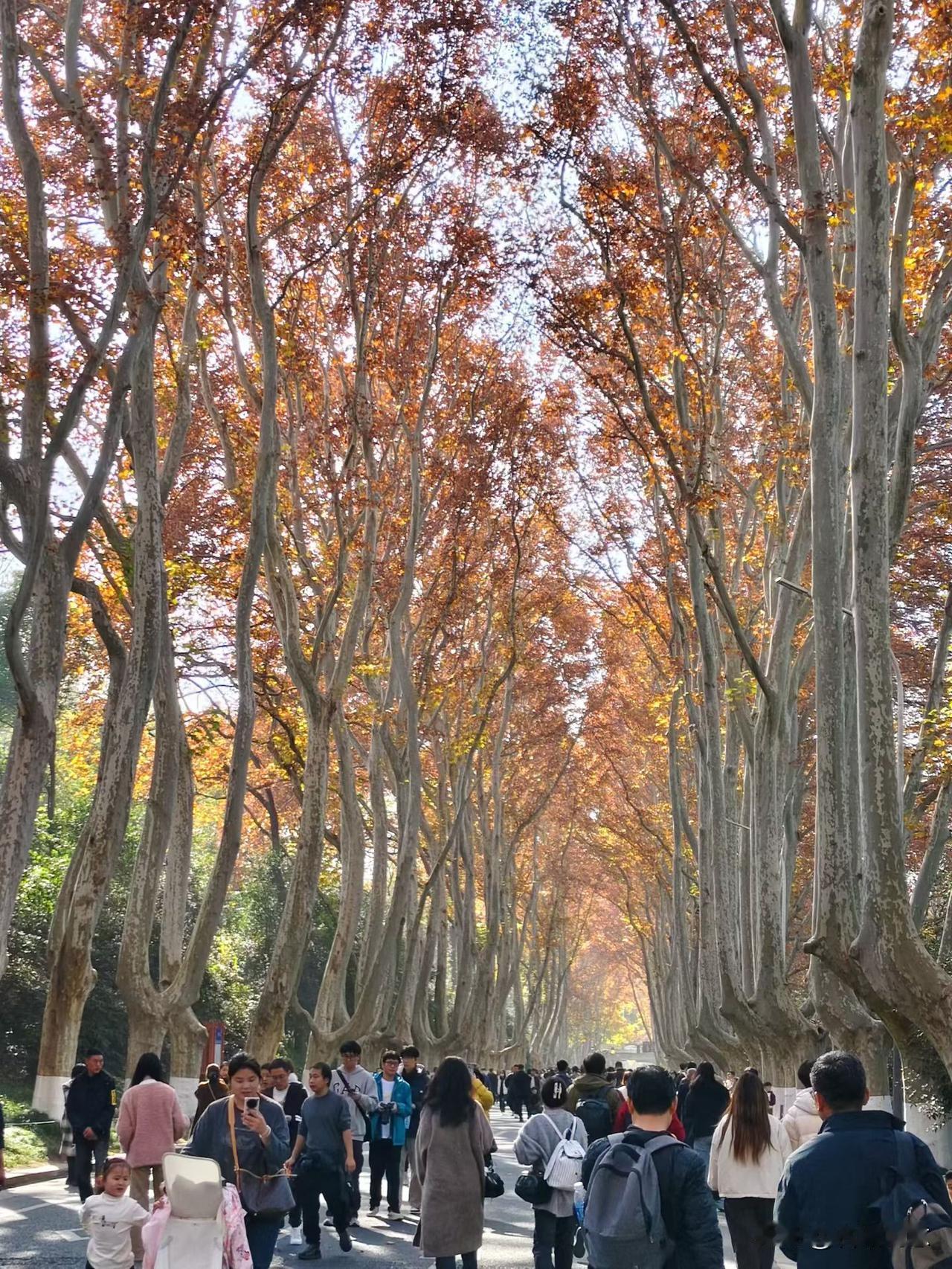 一张图证明秋天来了南京的秋天