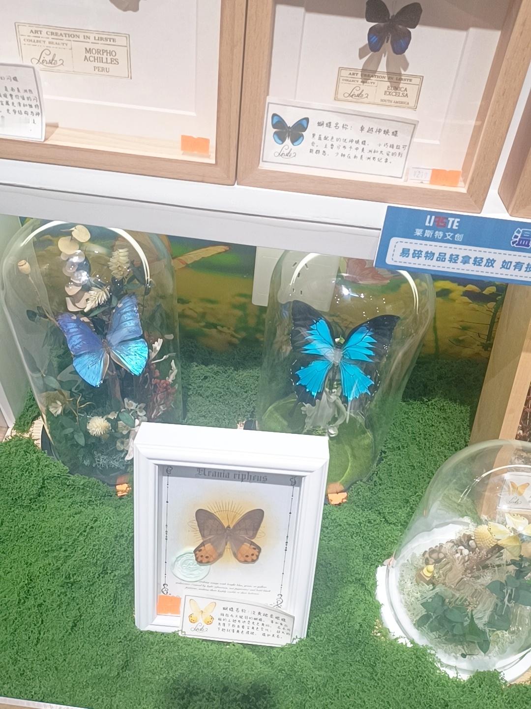 好漂亮的蝴蝶🦋 ​​​