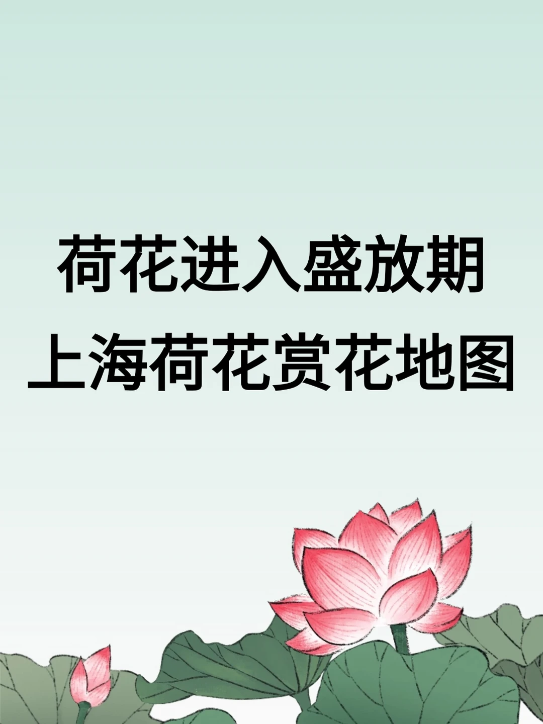 荷花进入盛放期！上海荷花赏花地图来啦