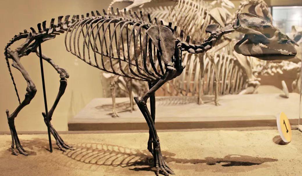 马年说马（一）。野马是一种草原动物，生存年限为距今5800万年至今。直到中世纪晚