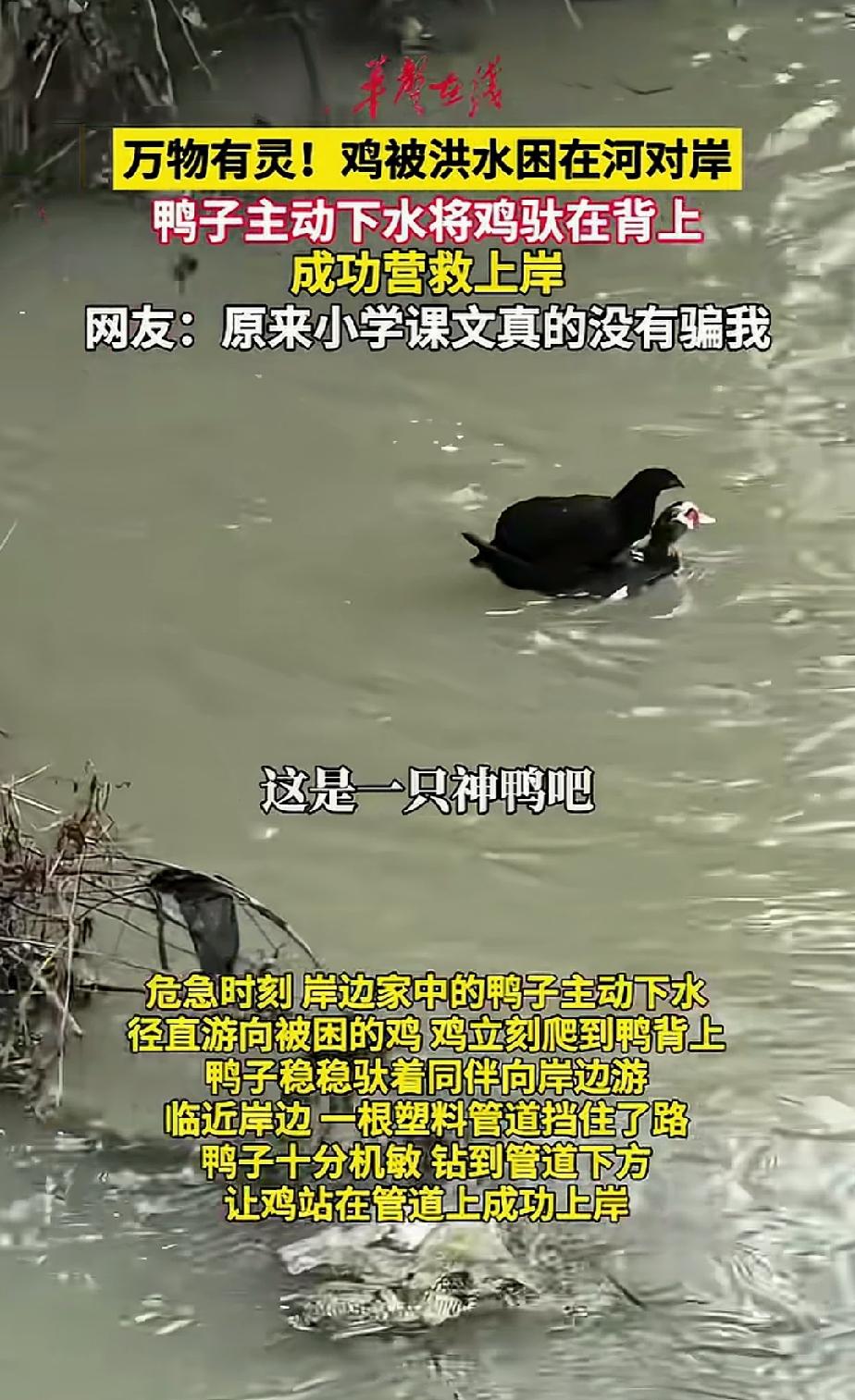 鸡同鸭讲，素来被称为是不能沟通，因为语言不通。但是相处久了，感情一样能相通。
