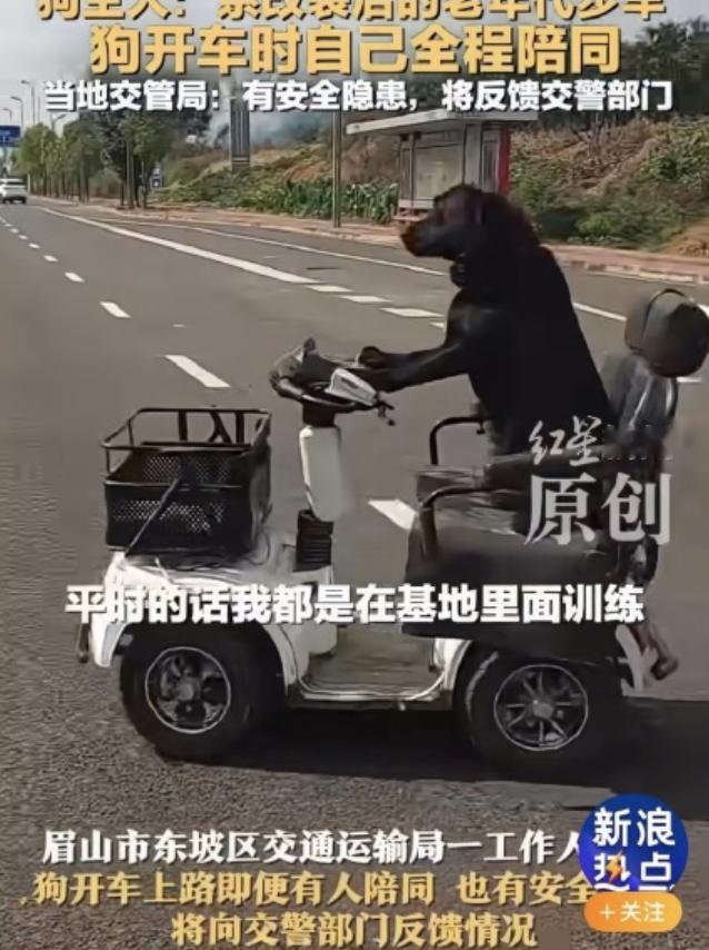 眉山开车的拉布拉多，其实问题挺多。

首先就是为了流量真拼了，狗主人陈先生说，拉