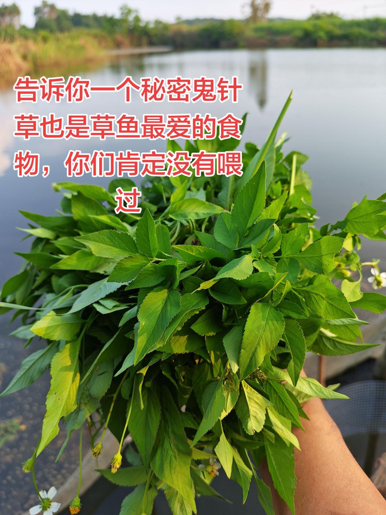 经过实验鬼针草也是草鱼的最爱