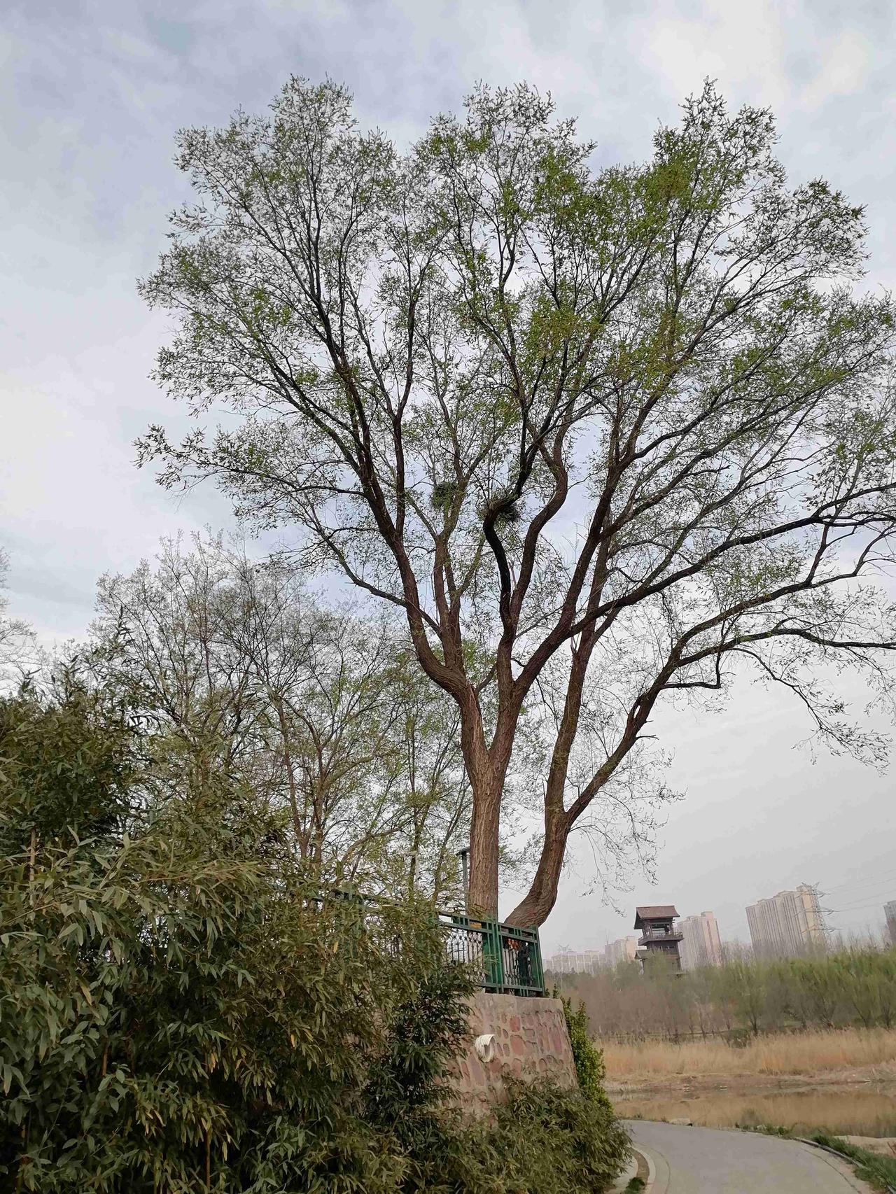 大叔之下好乘凉，大树之上好大窝！看看那两个非常大的鹊巢，别养育了不少的小喜鹊吧！