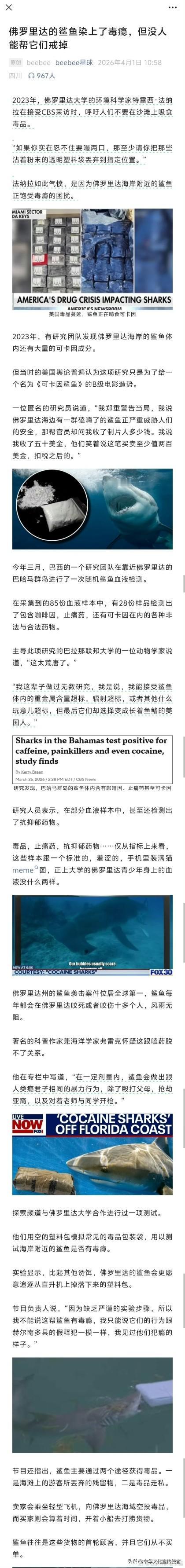 我的天，佛罗里达的鲨鱼都已经有毒瘾了，这得多长时间多大的剂量天天“熏陶”啊？
