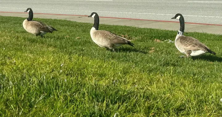 为了赶走300只鹅，这个小城花了40万美元搞科技