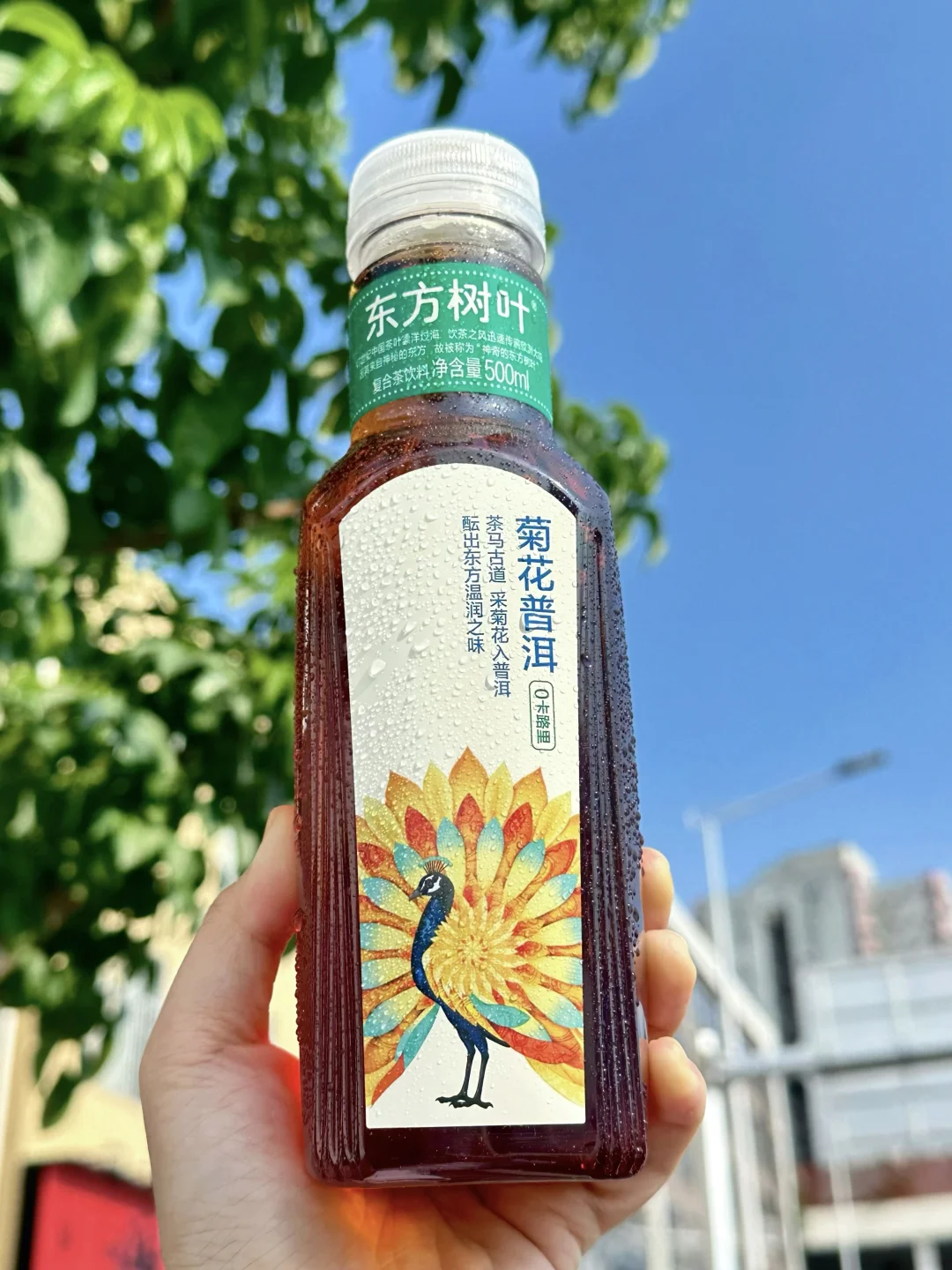 东方树叶新口味！菊花普洱✨广东人的心头爱