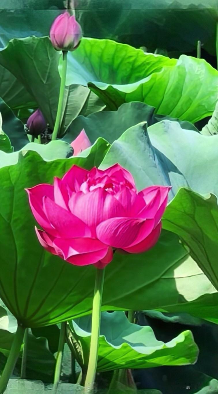 莫辜负
四围香稻
万顷晴沙
九夏芙蓉
三春杨柳