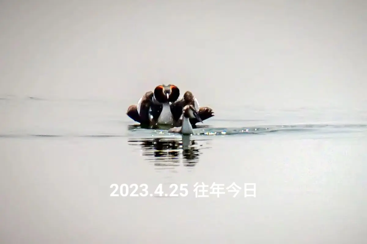 凤头鸊鷉的求偶行为