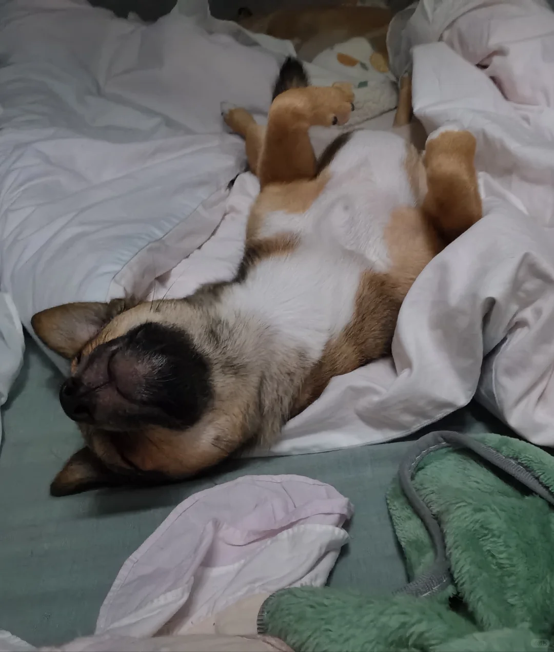 妈咪酱今天打我了