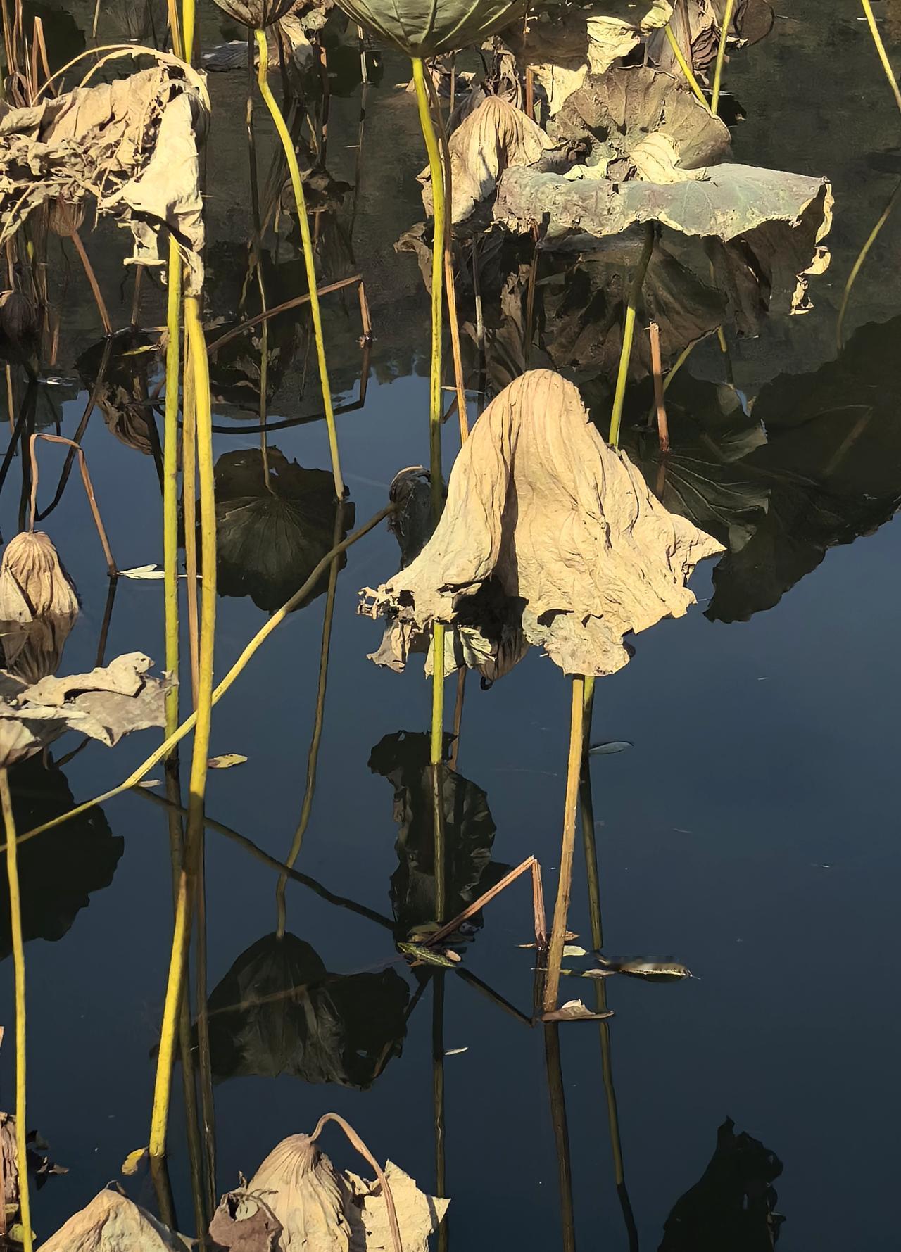 湘湖残荷（五）