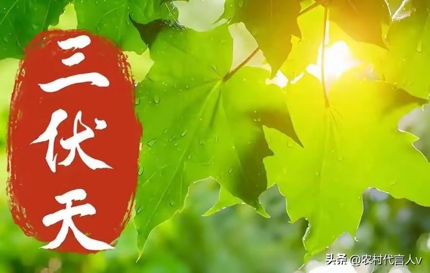 2026入伏将至，提醒中老年人：1不出，2不吹，3要吃，4要睡
 
随着六月下旬