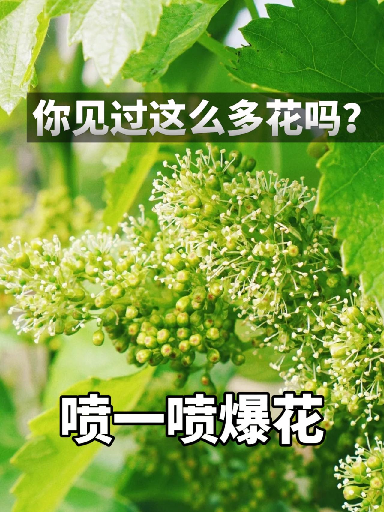 葡萄花多果多