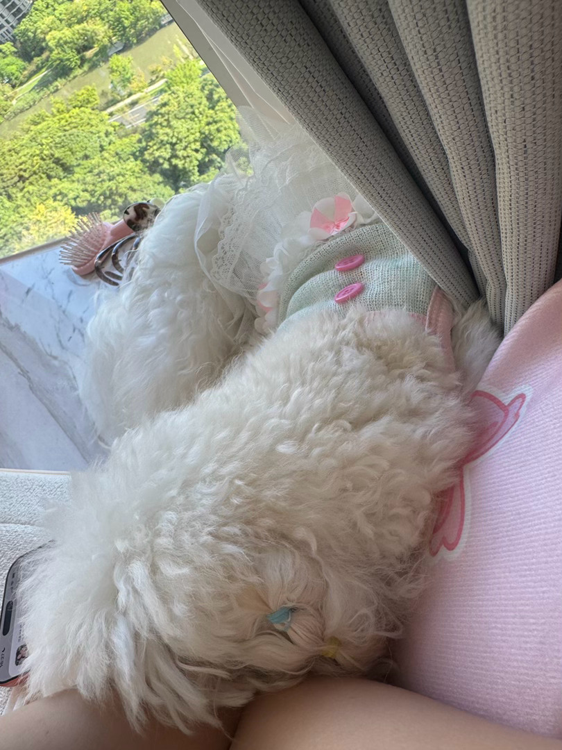 看电视一定要贴着我的糖糖 超粘人 ​​​