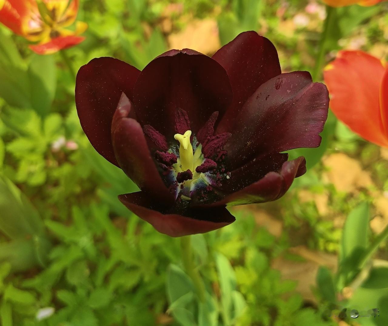 上周六去朝阳公园，我看到了一棵黑红色的郁金香，到底是什么颜色也说不好，反正就是深