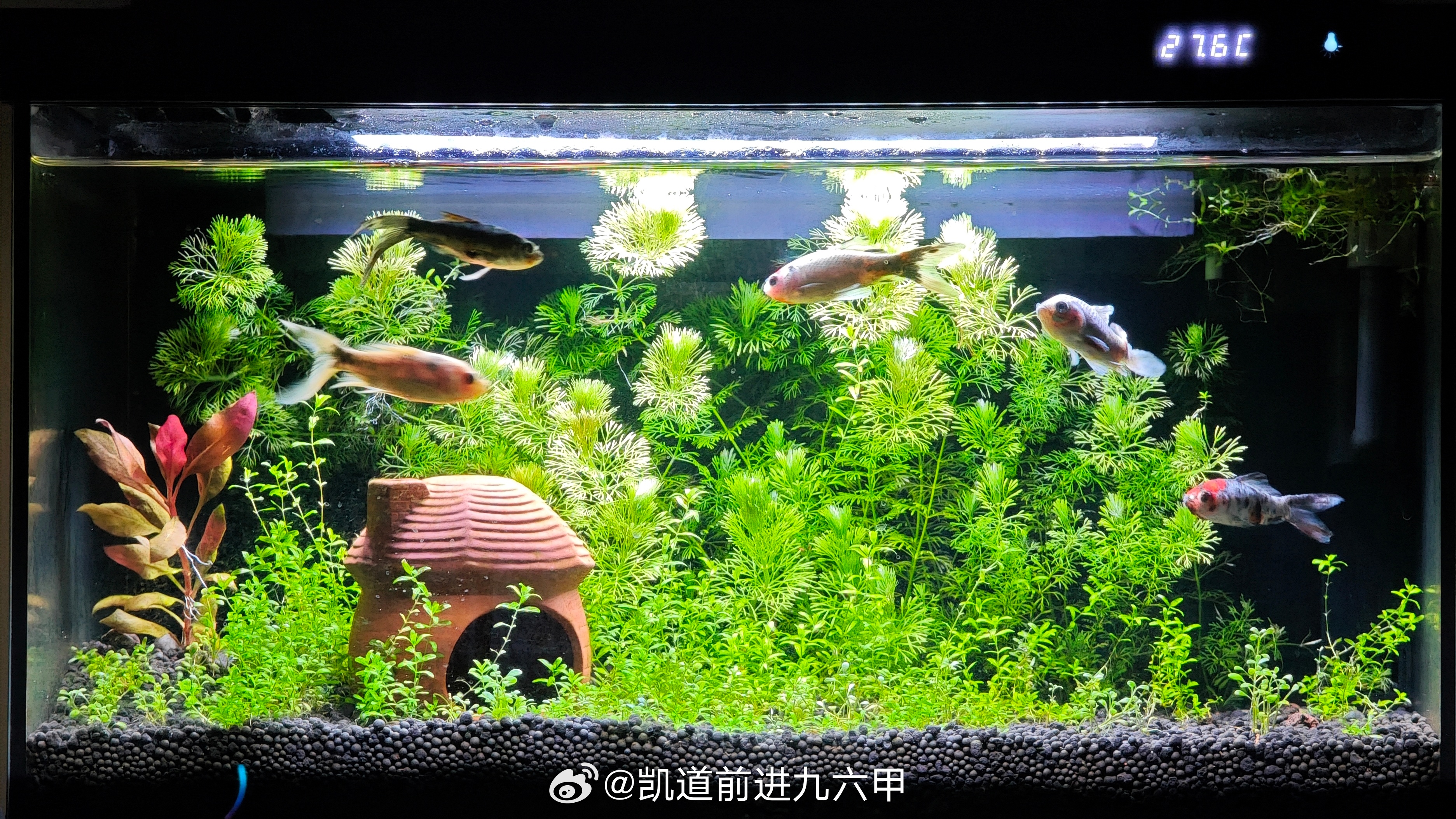 不信邪二号目前状态还行，就是这几条鱼老是拔我的草