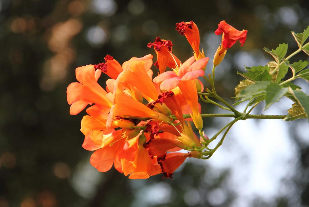 #秋日生活打卡季#


【庄园偶遇凌霄花】20240930

凌霄花花期长，花色